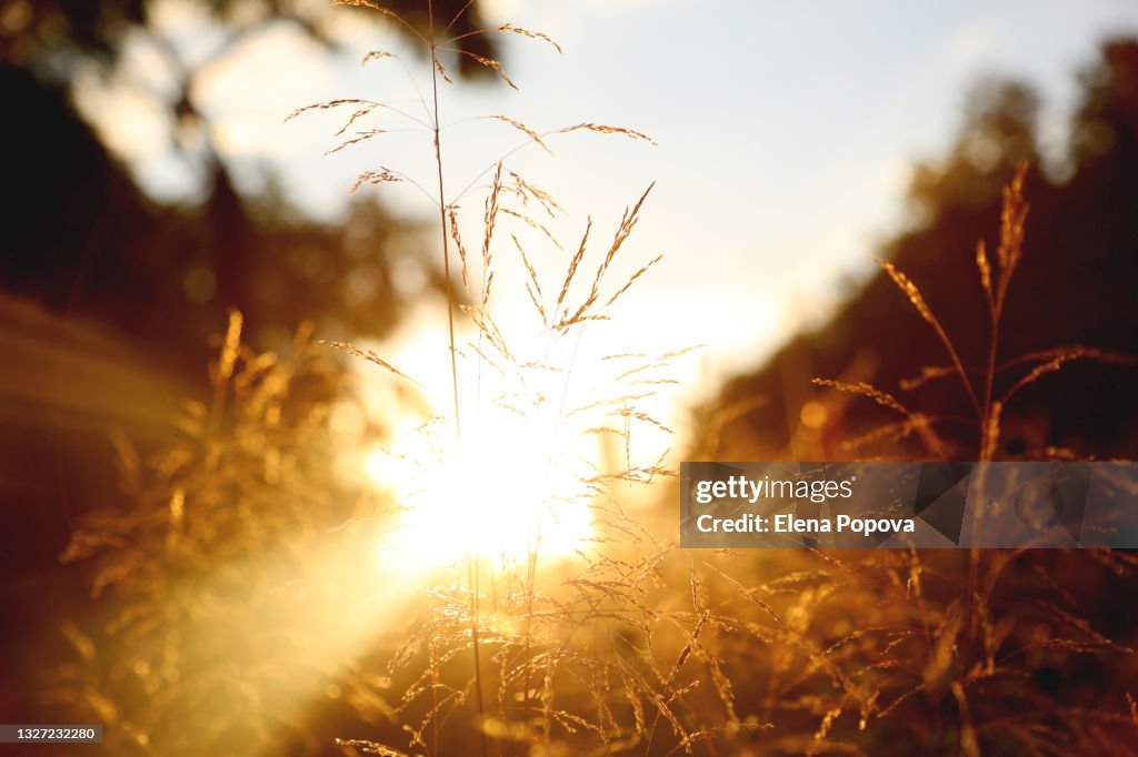 Summer Field At The Sunset Moment