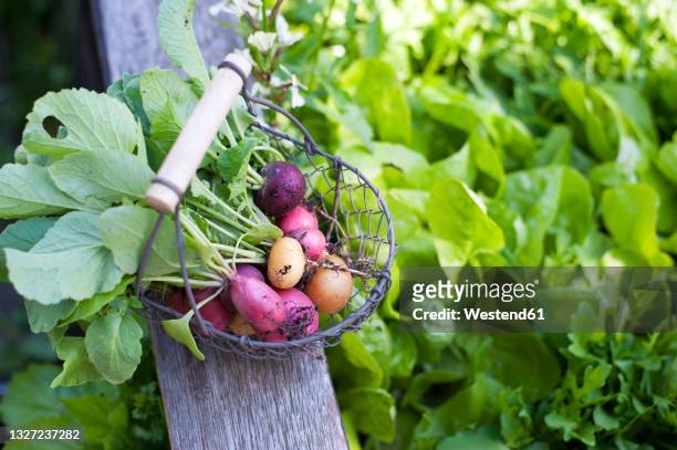 fresh radishes in metal basket at self sufficient garden - radish stock pictures, royalty-free photos & images