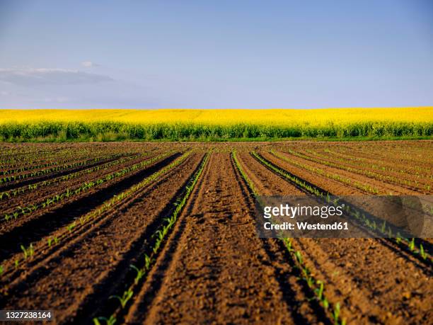 corn seedlings growing in plowed field - crucifers stock pictures, royalty-free photos & images