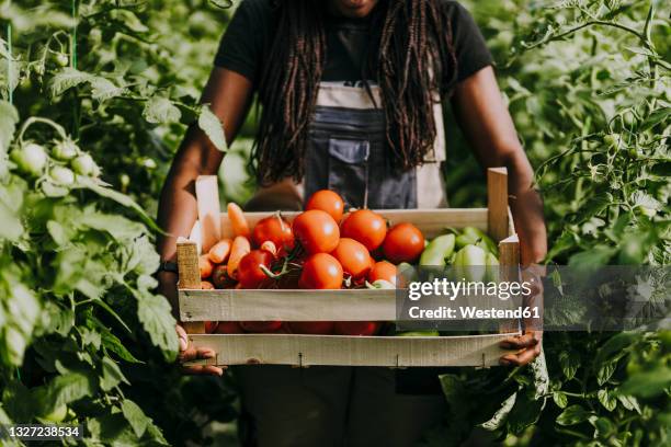 female farmer holding fresh organic vegetables in crate at organic farm - chili farm stock-fotos und bilder