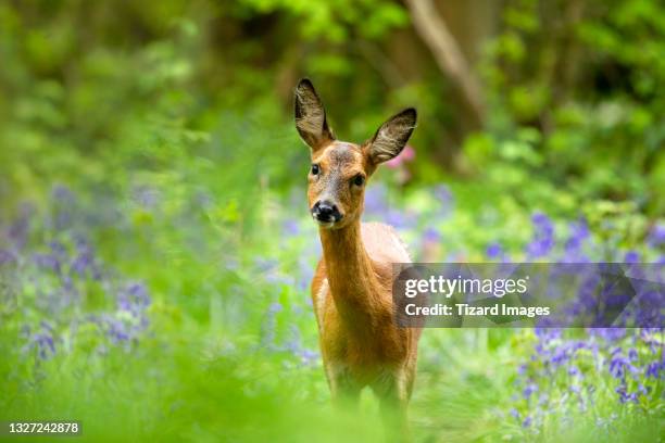 doe - roe deer female stock pictures, royalty-free photos & images