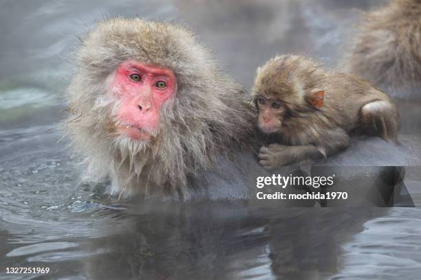 snow monkey - jigokudani nagano stock pictures, royalty-free photos & images