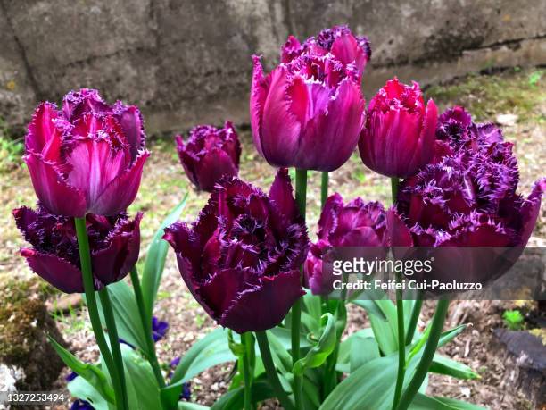 close-up of purple colored fringed tulips - tulipa fringed beauty stock pictures, royalty-free photos & images