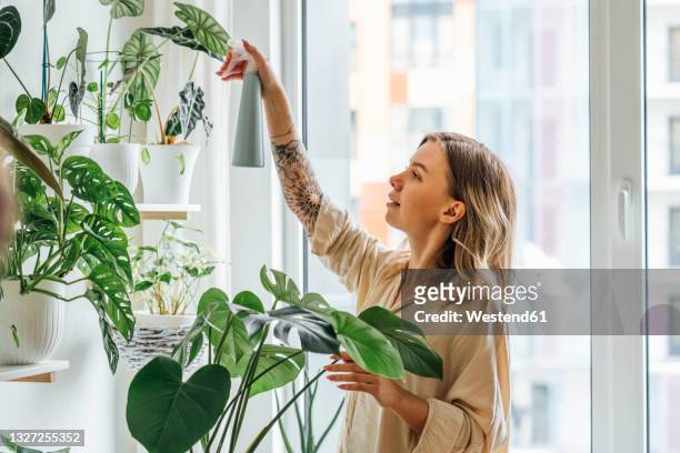 beautiful woman spraying water on houseplants at home - zimmerpflanze stock-fotos und bilder