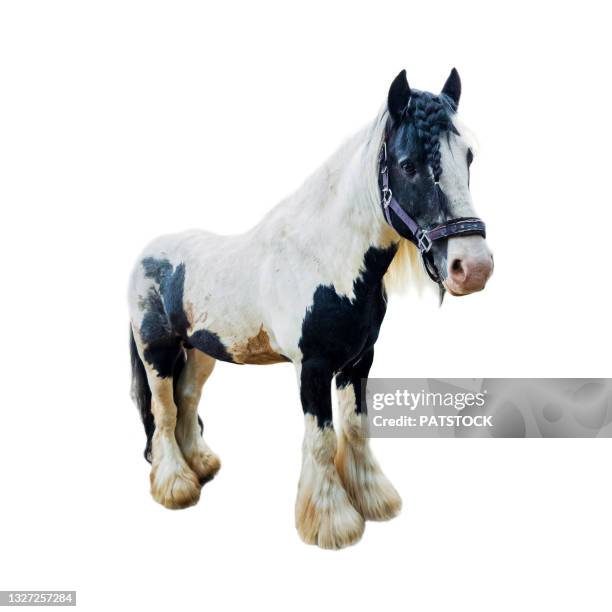 horse against white background. - miniature horse stock pictures, royalty-free photos & images