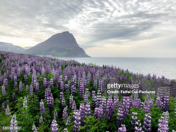wild lupine in bloom at westfjords - westfjords iceland stock pictures, royalty-free photos & images