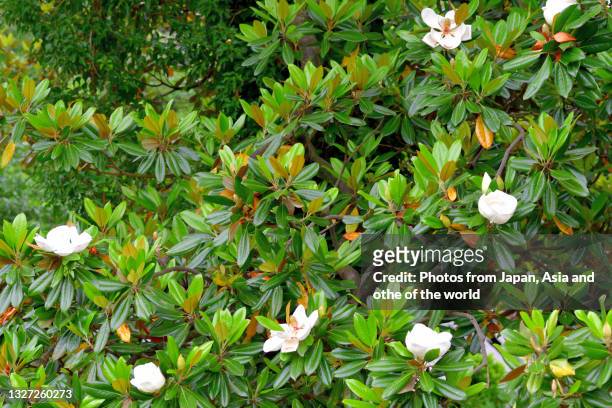 magnolia grandiflora / southern magnolia / bull bay flower - magnolio fotografías e imágenes de stock
