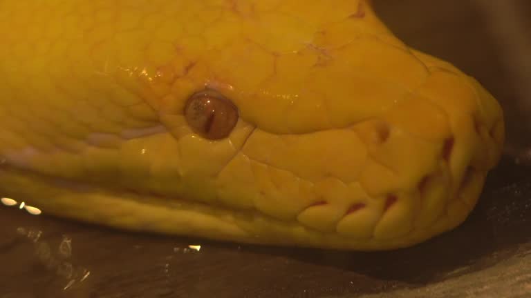 85 Reticulated Python Stock Videos, Footage, & 4K Video Clips - Getty ...
