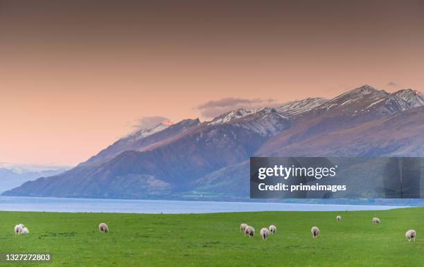 sunset green scenics meadow field landcsape sheep in south island new zealand with nature landscape background - lake wakatipu stock pictures, royalty-free photos & images