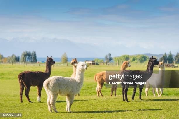 mehrfarbige familie der alpakafarm auf der südinsel neuseeland mit naturlandschaften sonnenaufgang morgen - alpaka stock-fotos und bilder