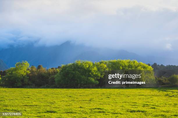 grüne naturfarm mit morgentau und sonnenhintergrund in neuseeland - landschaft sommer freigestellt stock-fotos und bilder