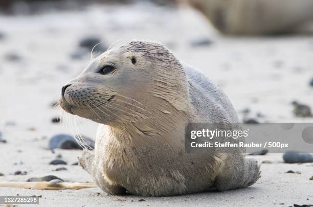 close-up of seal on beach,helgoland,germany - knubbsäl bildbanksfoton och bilder