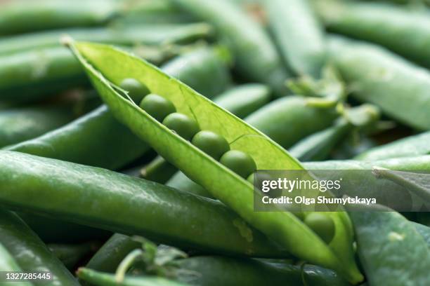 open pod of young green peas with round peas close-up - pea stock-fotos und bilder