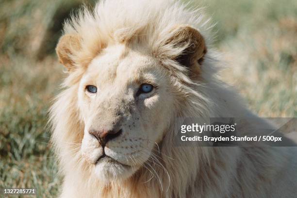 close-up portrait of lion - leão branco - fotografias e filmes do acervo