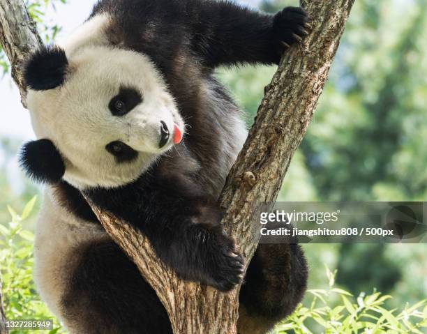 close-up of koala on tree - pandas stockfoto's en -beelden