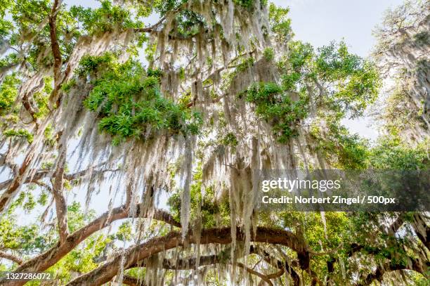 low angle view of trees against sky,inverness,florida,united states,usa - inverness florida stock pictures, royalty-free photos & images