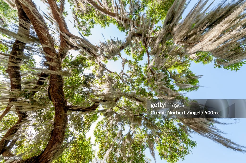 Low angle view of tree against sky,Inverness,Florida,United States,USA