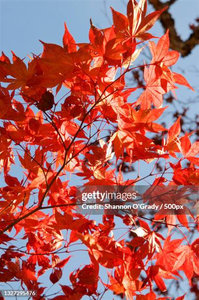 low angle view of maple tree against sky,itsukushima,japan - itsukushima stock-fotos und bilder