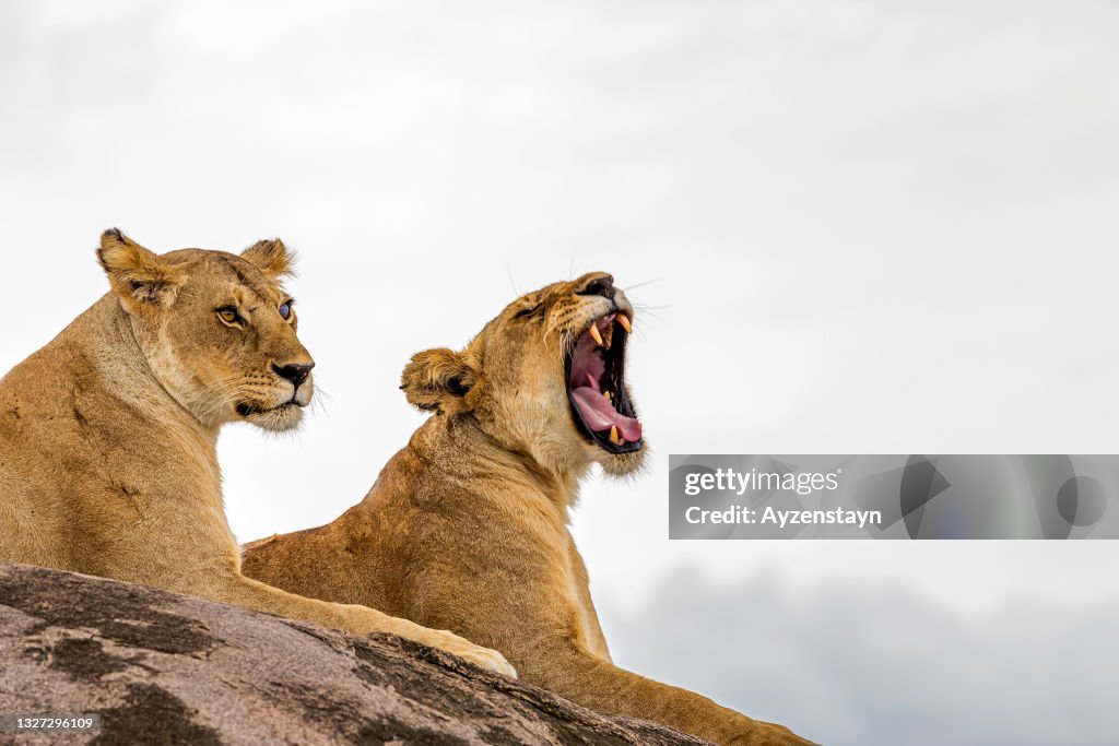 Lioness yawning, roaring, resting on the rock at wild