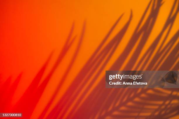 blurred colorful neon background with palm leaf shadows and lights pattern. copy space for your design. trendy colors of the year. - naranja color fotografías e imágenes de stock