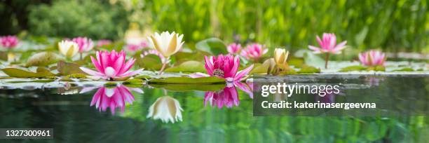 the water lily is white and pink, the nymphaea alba. water plants are reflected in the forest lake. - lotus flowers stock pictures, royalty-free photos & images