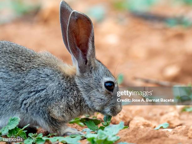 Collosus Rabbit Rabbit On Hind Legs Photos and Premium High Res Pictures - Getty Images