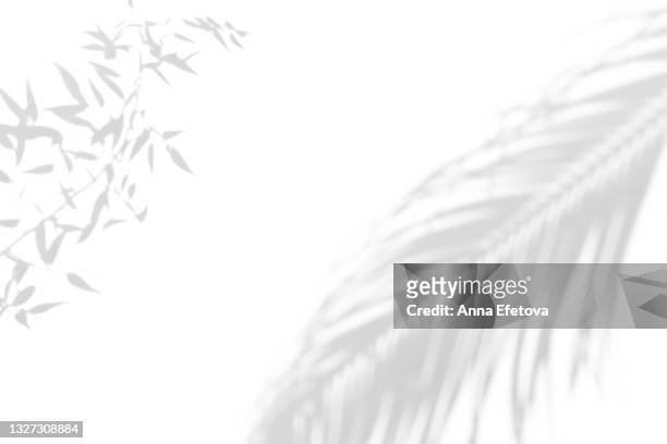 abstract ultimate gray shadows from tropical plant leaves and palm or fern on white background. black and white shadow isolated for your design and art. trendy monochrome color of the year 2021. flat lay style with copy space - árbol tropical fotografías e imágenes de stock
