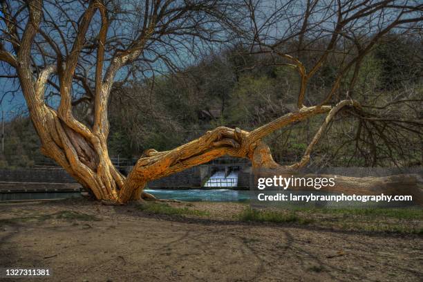 gnarly tree - ozark mountains stockfoto's en -beelden