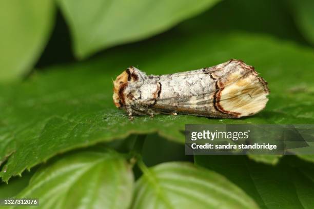 a pretty buff-tip moth, phalera bucephala, resting on a leaf at the edge of a wooded area. - buff stock pictures, royalty-free photos & images