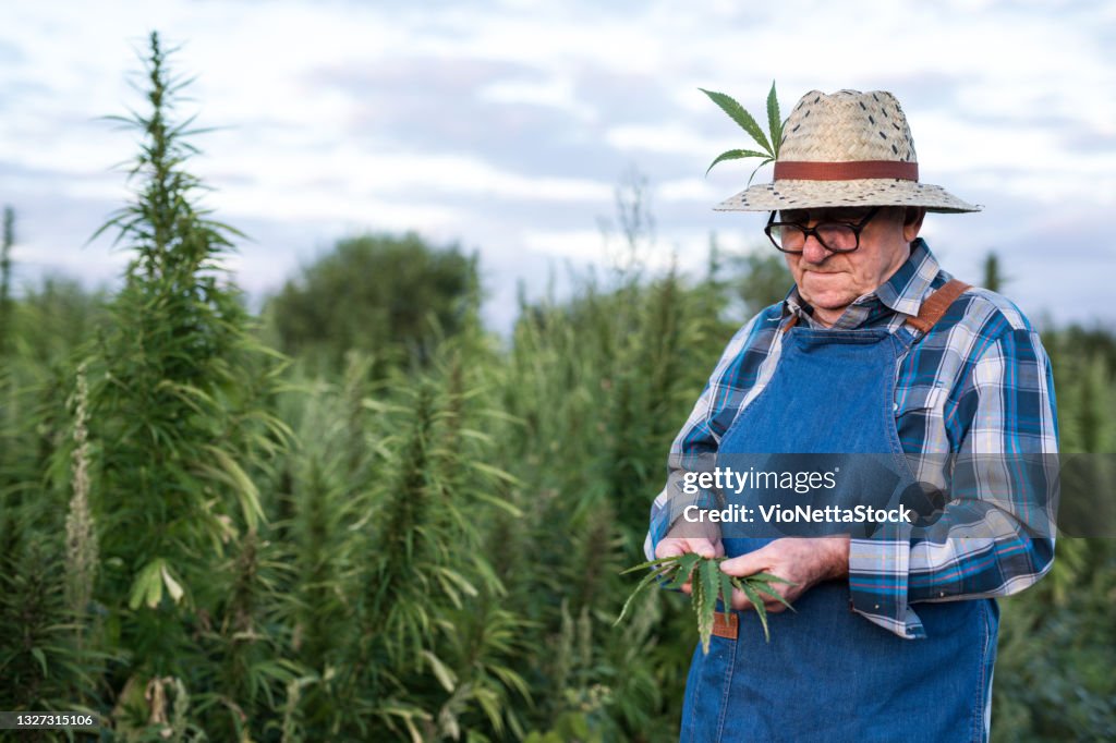 Farmer 70-75 years old checks the marijuana harvest