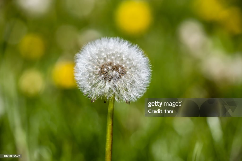 Dandelion meadow