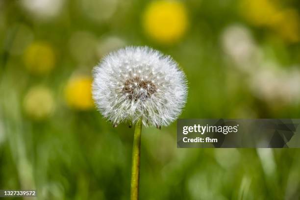 dandelion meadow - löwenzahn samen stock-fotos und bilder