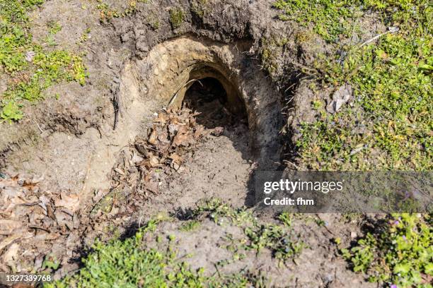 Large Rabbit Hole Central Gardens Nature Reserve Photos and Premium High Res Pictures ...