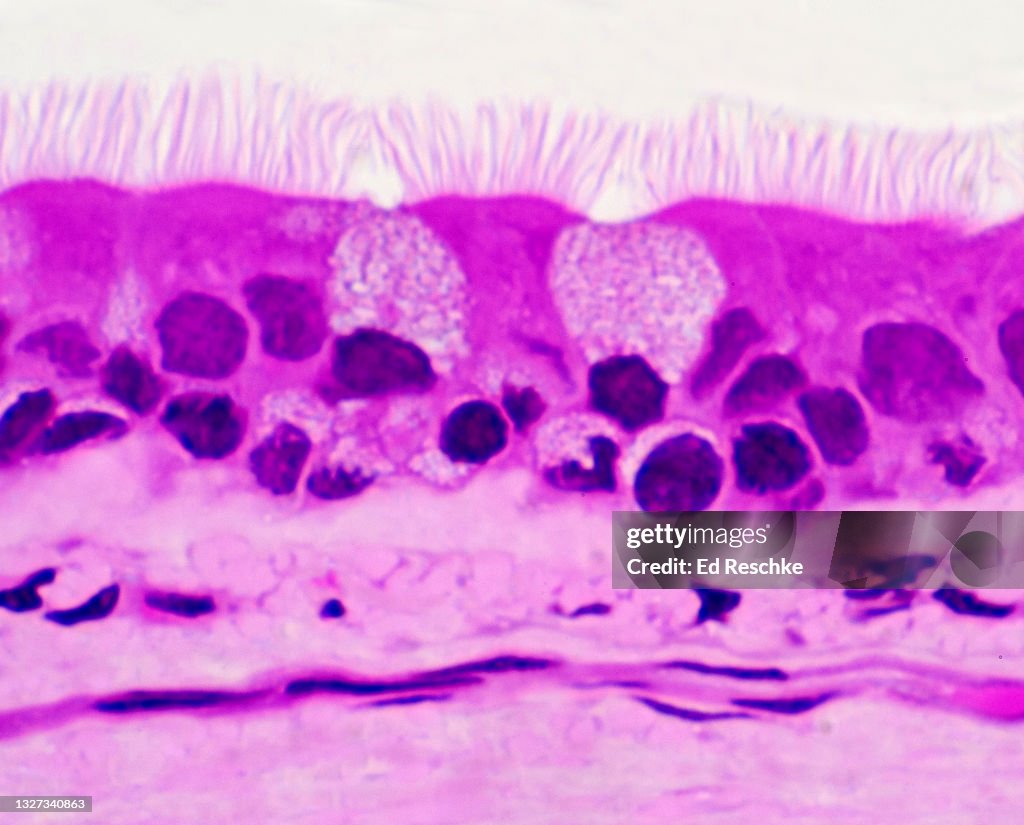 CILIATED EPITHELIUM lining the TRACHEA---PSEUDOSTRATIFIED CILIATED COLUMNAR EPITHELIUM, 250X