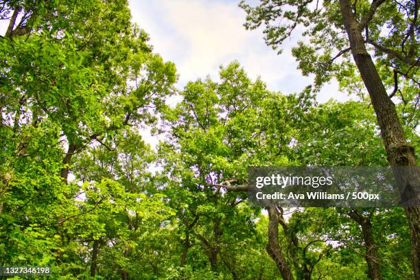low angle view of trees in forest against sky - ava hardy stock pictures, royalty-free photos & images