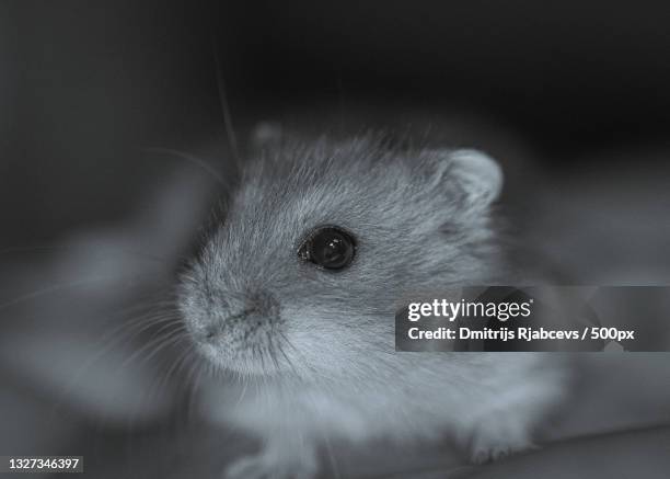 close-up of rabbit - djungarian hamster stock pictures, royalty-free photos & images