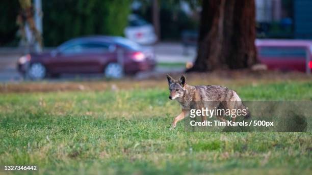 portrait of cat walking on grassy field,north hills,united states - coiote cão selvagem imagens e fotografias de stock