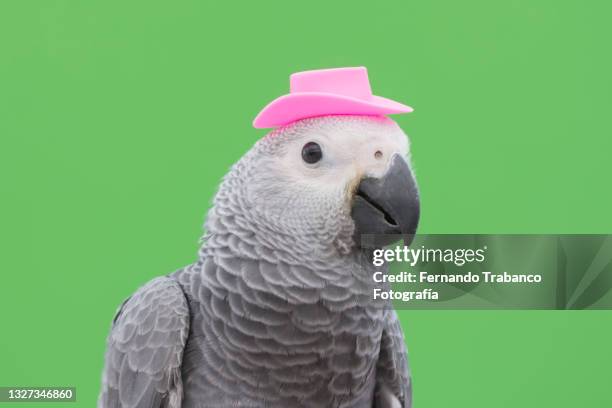 parrot with hat - cute or scary curious animal costumes from the archives stockfoto's en -beelden