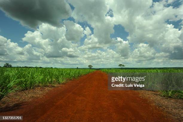 sugarcane plantation on the side of a contry road in the state of são paulo, brazil - contry road stock pictures, royalty-free photos & images