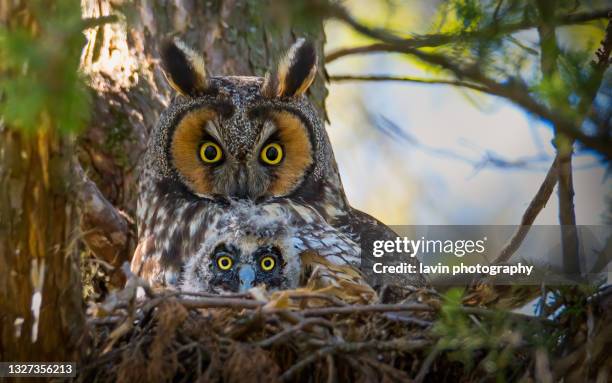 long eared owl with baby - animal nest stock pictures, royalty-free photos & images