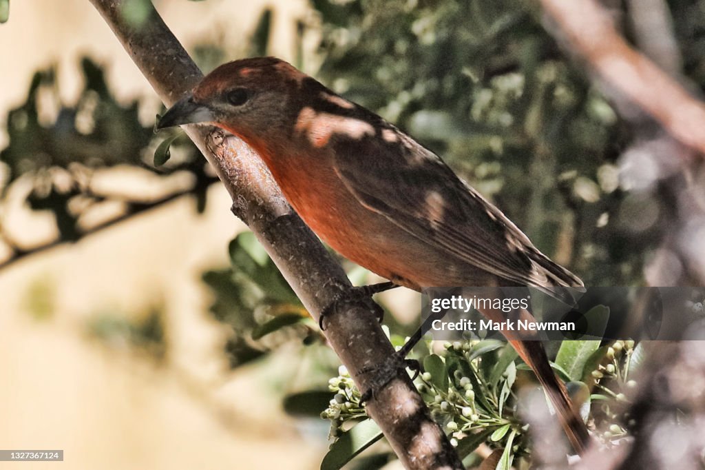 Hepatic tanager