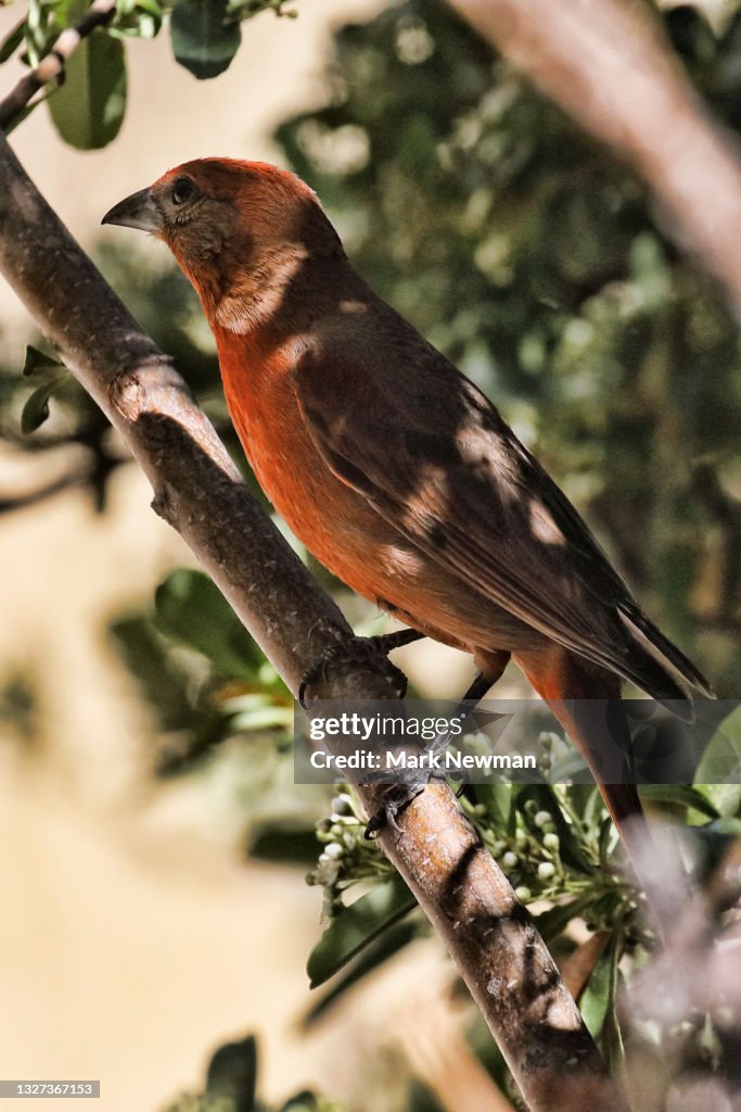 Hepatic tanager