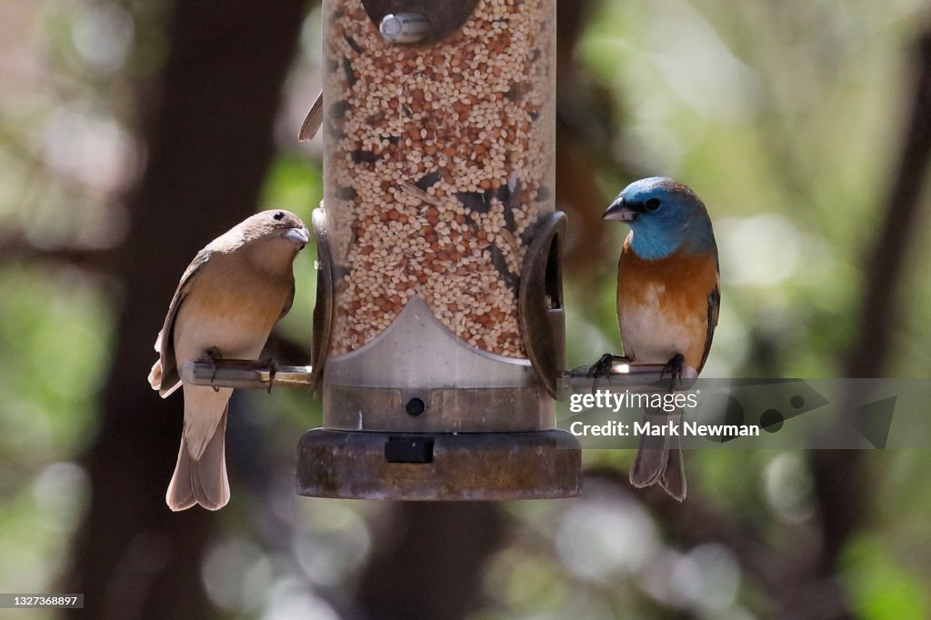 Lazuli Bunting