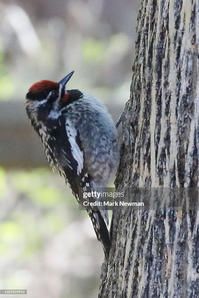Red-naped Sapsucker