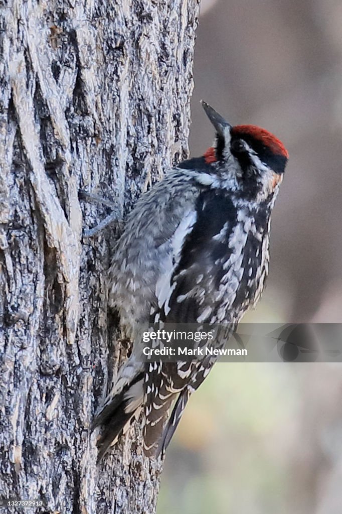 Red-naped Sapsucker
