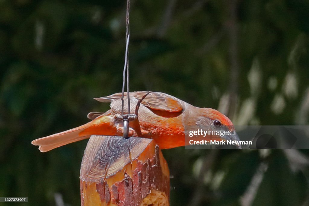 Hepatic tanager