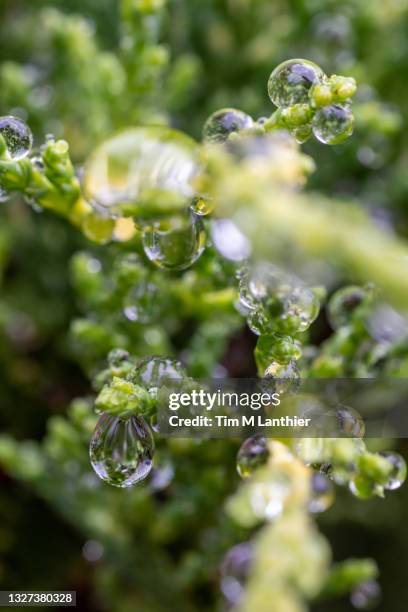 isolated bubbles - cedar tree stock pictures, royalty-free photos & images