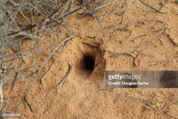 rodent nesting hole in the sandy hill - holen stockfoto's en -beelden