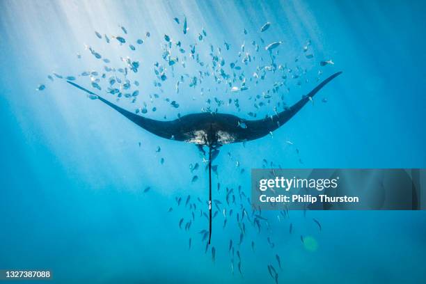 manta ray nadando a través de la escuela de peces en el océano azul profundo - stingray fotografías e imágenes de stock