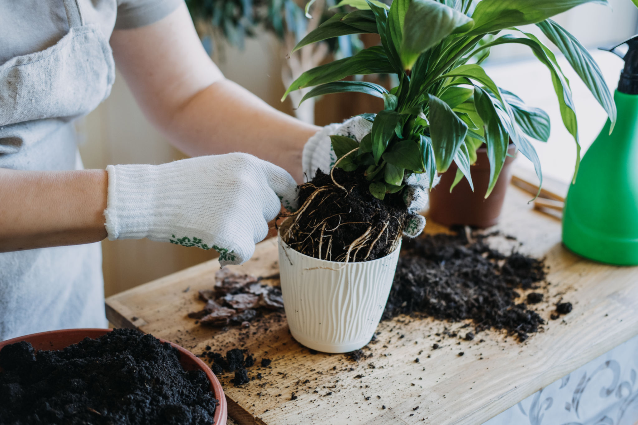 repotting plants